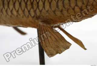 Common chub Squalius cephalus belly fin 0009.jpg